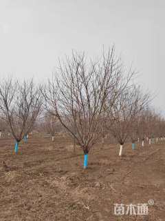 12公分青叶碧桃