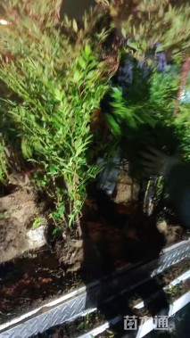 高度80厘米南天竹