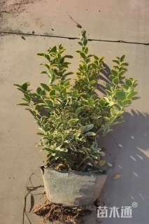 高度50厘米金边黄杨