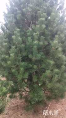 高度15000厘米白皮松