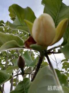 50公分日本厚朴