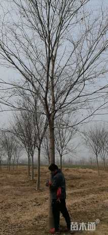 求购15公分举树分支2.2/2.5米500颗