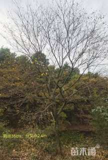 35公分朴树
