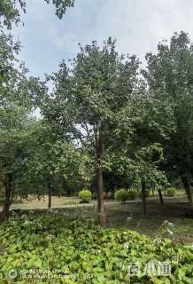 18公分暴马丁香