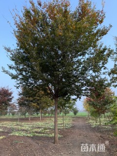 20公分榉树