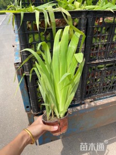 高度30厘米德国鸢尾