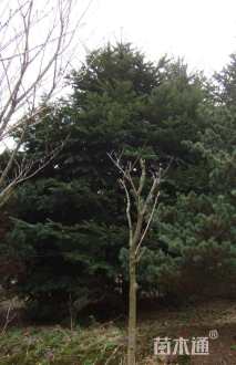 原生苗日本冷杉