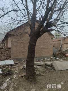 45公分槐树