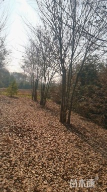 38公分(3杆)丛生朴树