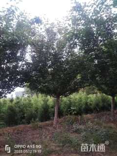 10公分日本晚樱