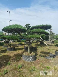 15公分造型黑松