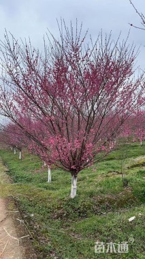 15公分骨里红梅