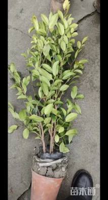 高度50厘米蚊母