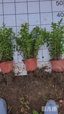 高度20厘米满天星