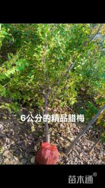 高度300厘米素馨腊梅