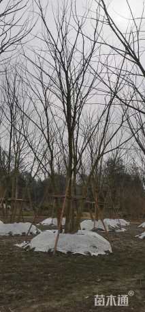 15公分丛生朴树