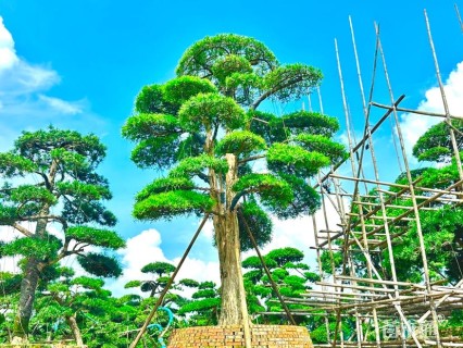 46公分日本罗汉松