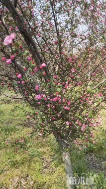 10公分西府海棠