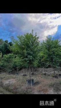 高度600厘米紫荆