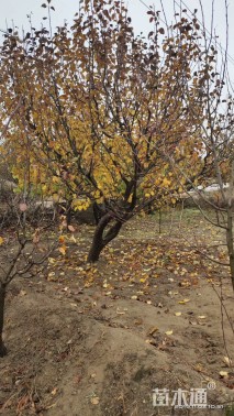 25公分八棱海棠