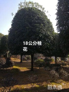 18公分桂花