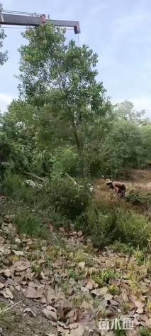 10公分(4杆)丛生栾树