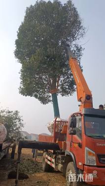 35公分红果冬青