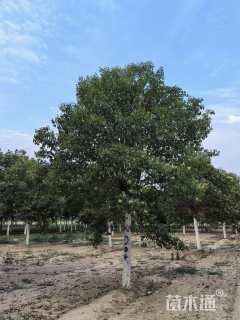 16公分大叶女贞