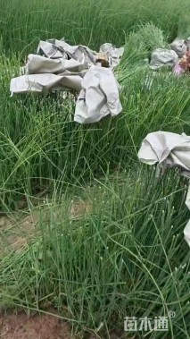 高度50厘米水葱