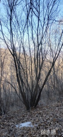 高度1000厘米丛生五角枫