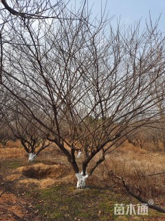 25公分骨里红梅