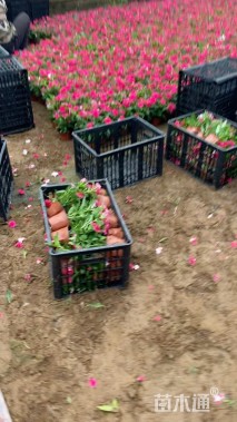 高度20厘米长春花