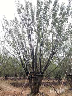 高度850厘米丛生元宝枫