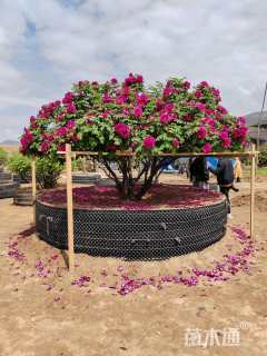 高度150厘米紫斑牡丹