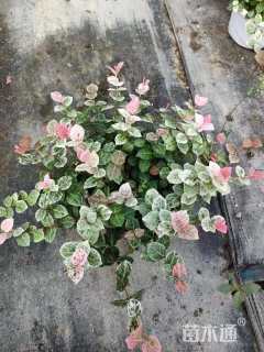 20厘米花叶络石