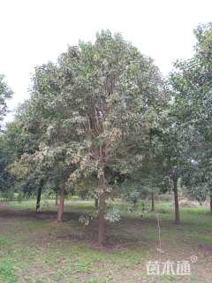 19公分大叶女贞