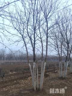 高度600厘米丛生五角枫