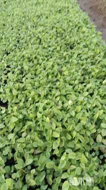 高度10厘米紫花地丁