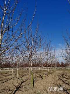 15公分红叶复叶槭