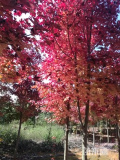 10公分北美红枫