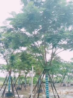 25公分凤凰木