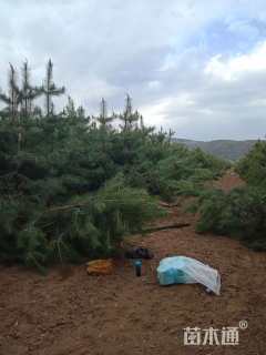 高度4000厘米油松