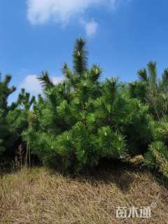 高度2000厘米油松