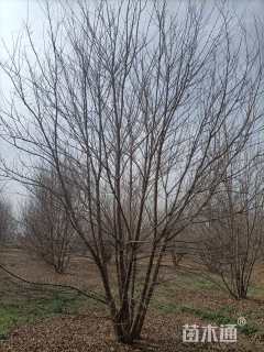 高度700厘米丛生三角枫