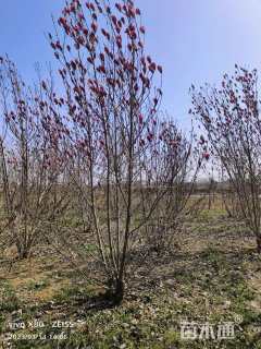 高度550厘米丛生玉兰