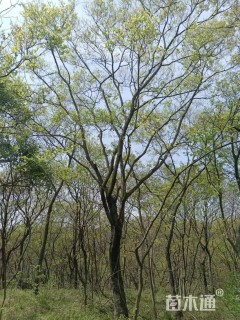 30公分朴树