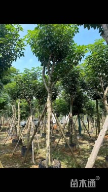 15公分紫花风铃木