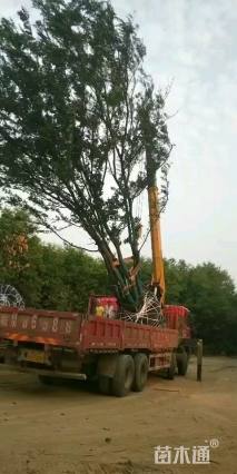 70公分丛生朴树