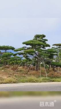 18公分造型油松