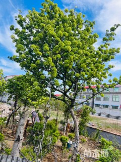 高度500厘米木绣球